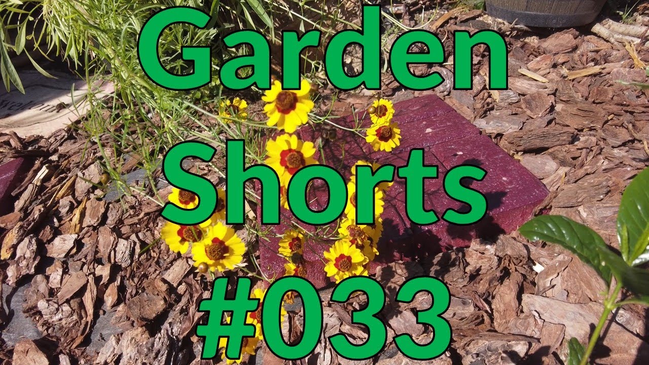 Garden Shorts 033