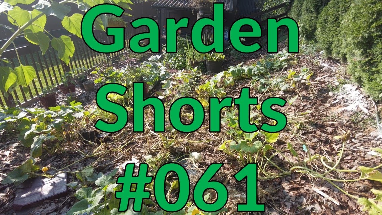 Garden Shorts 061