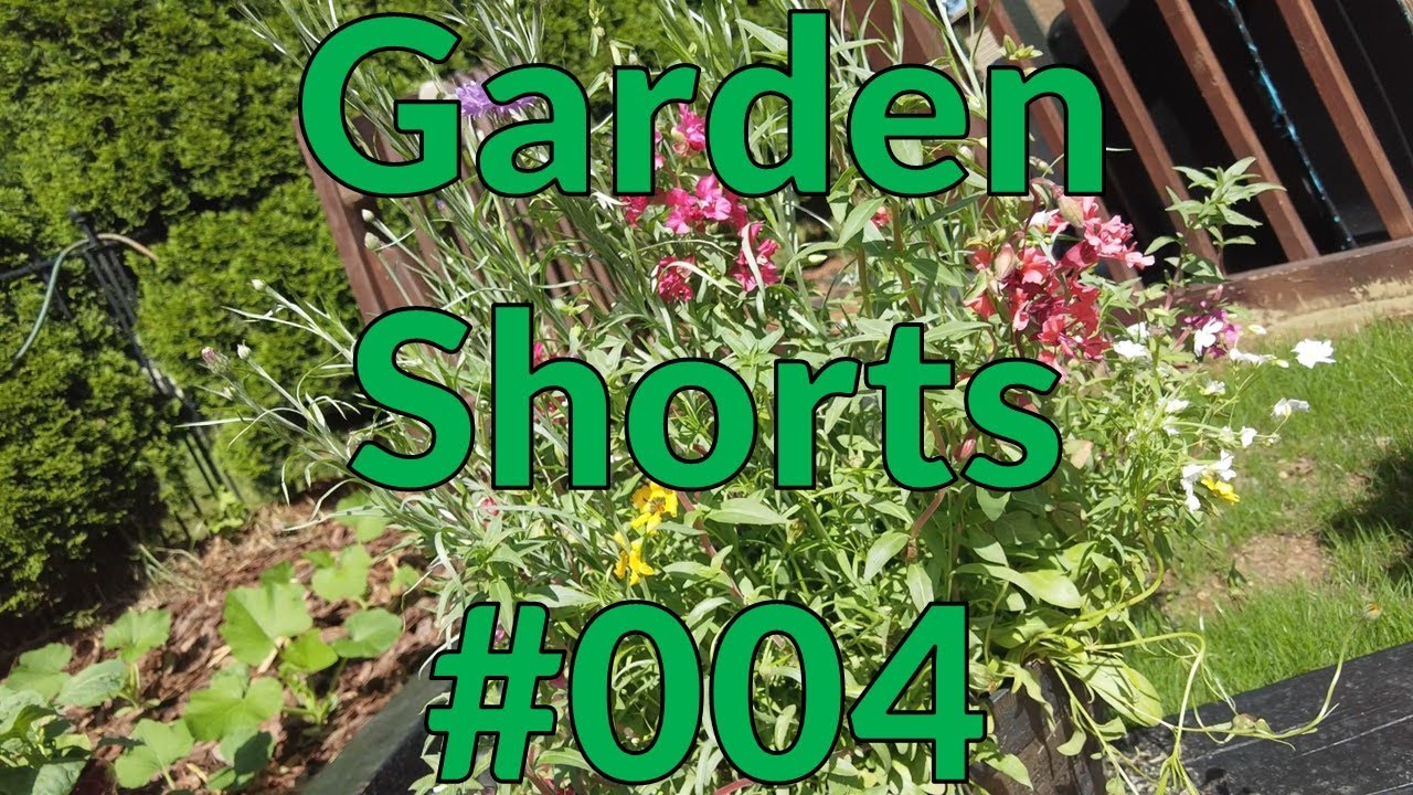 Garden Shorts 004