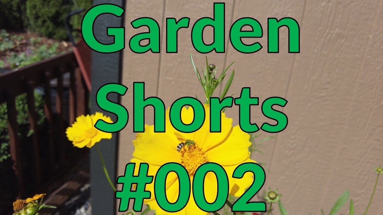 Garden Shorts 002