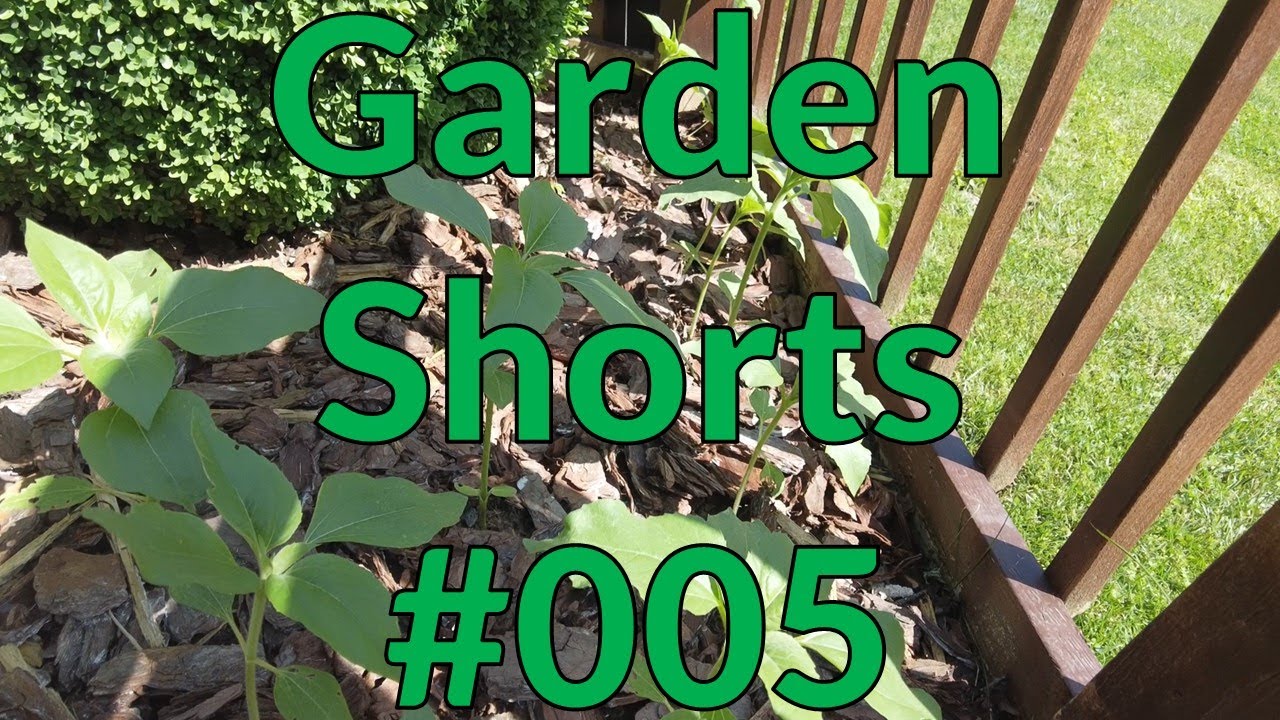 Garden Shorts 005