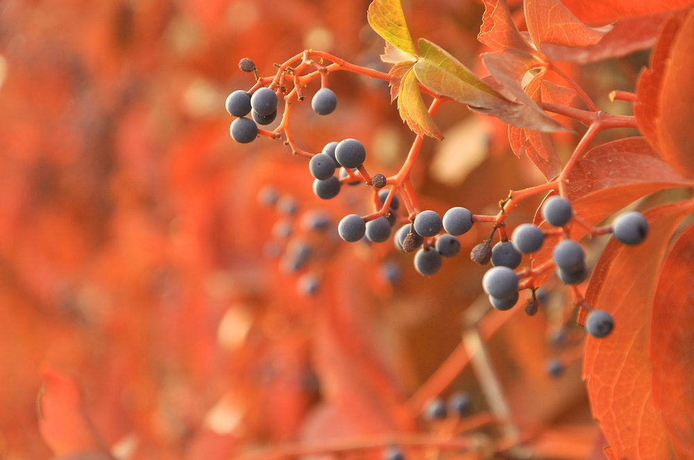 Enterprise Risk Management: Turning Uncertainty into Strategic Advantage