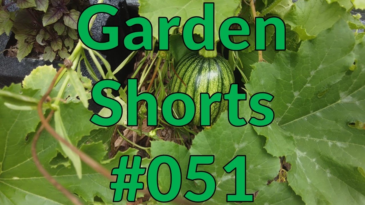 Garden Shorts 051