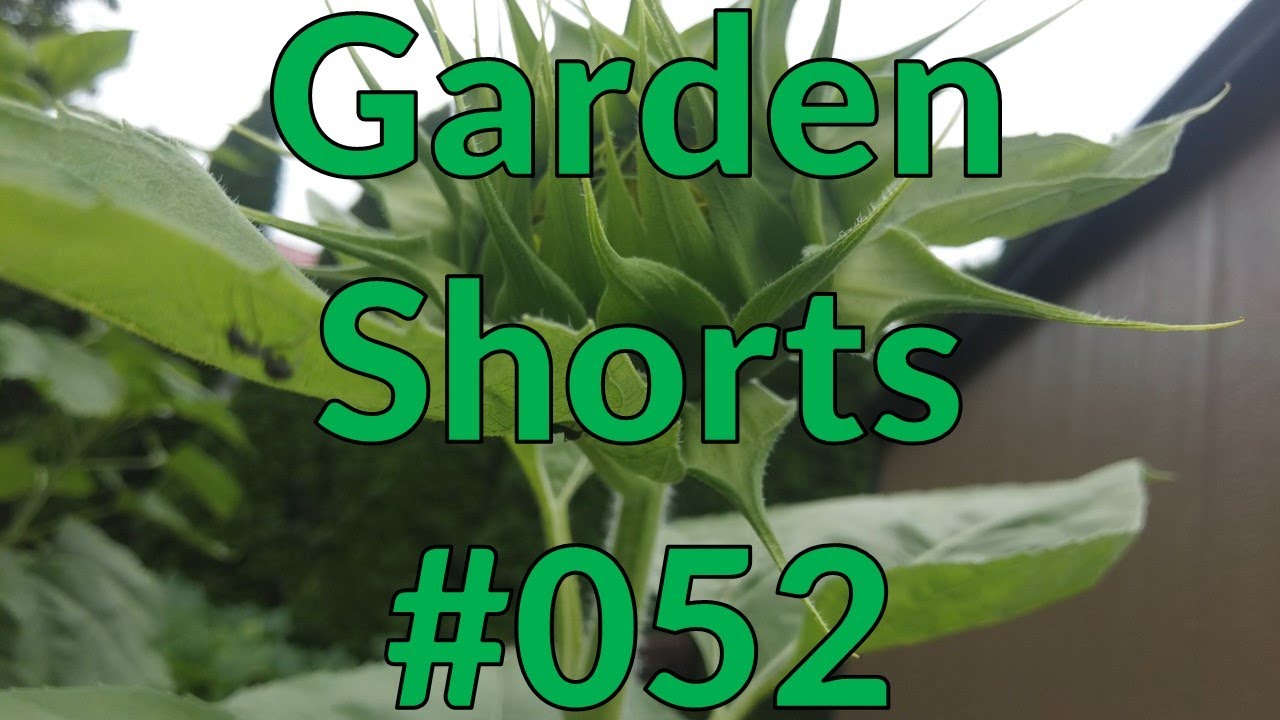 Garden Shorts 052