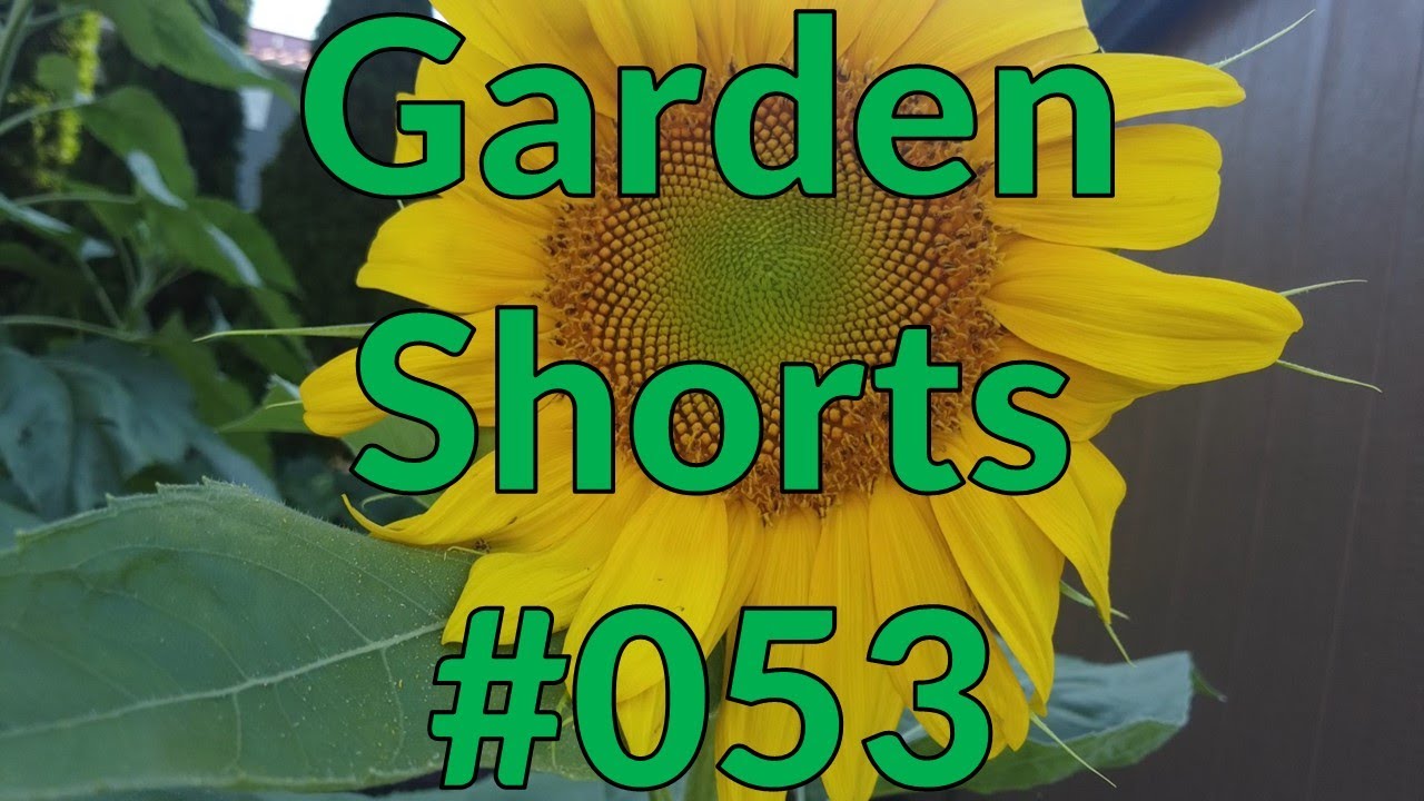 Garden Shorts 053