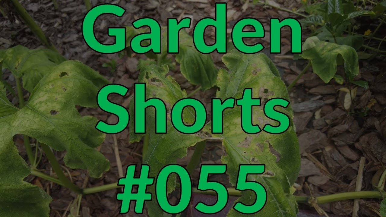 Garden Shorts 055