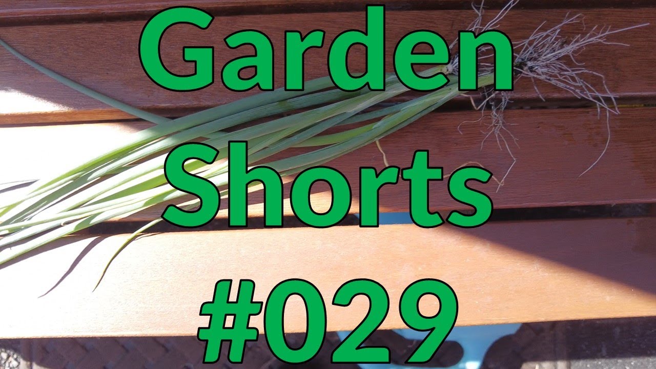 Garden Shorts 029