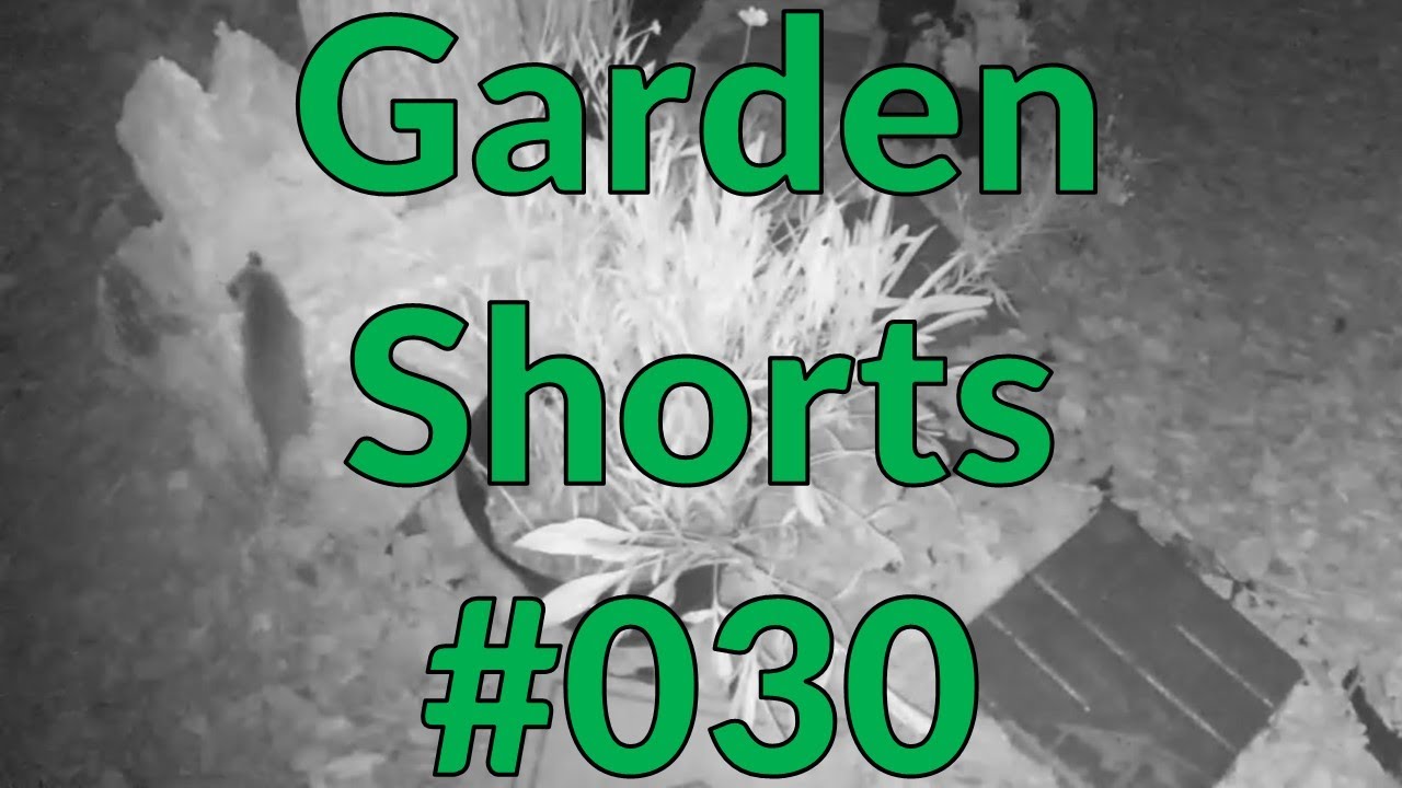 Garden Shorts 030