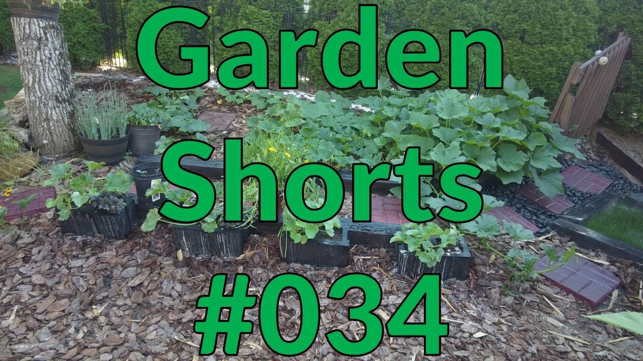 Garden Shorts 034