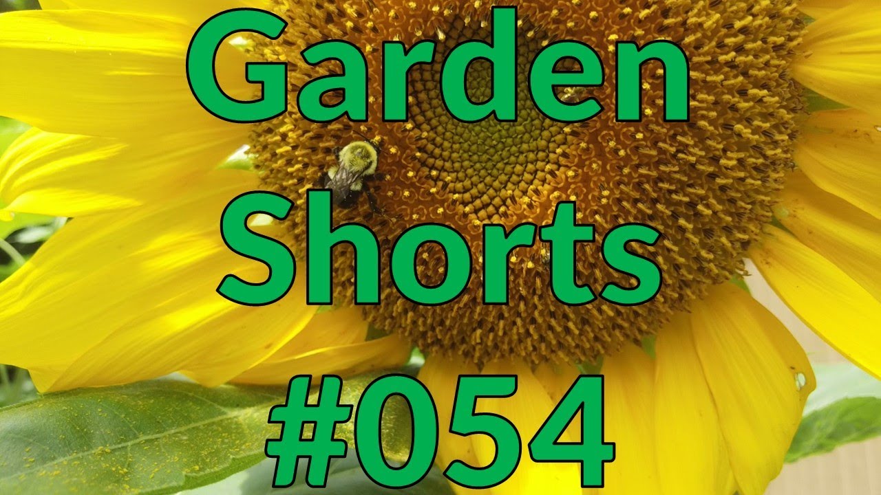 Garden Shorts 054