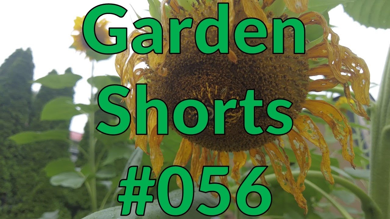 Garden Shorts 056