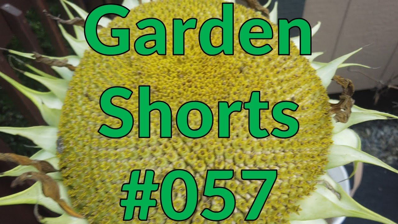 Garden Shorts 057