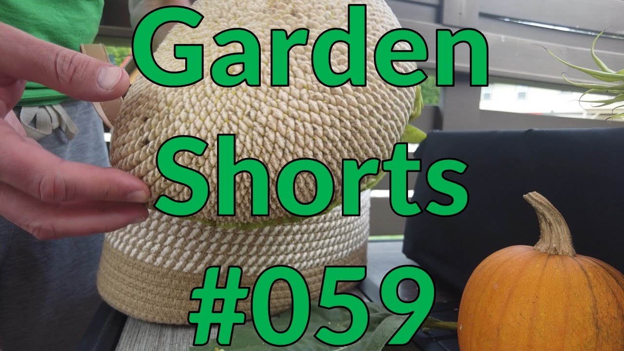 Garden Shorts 059