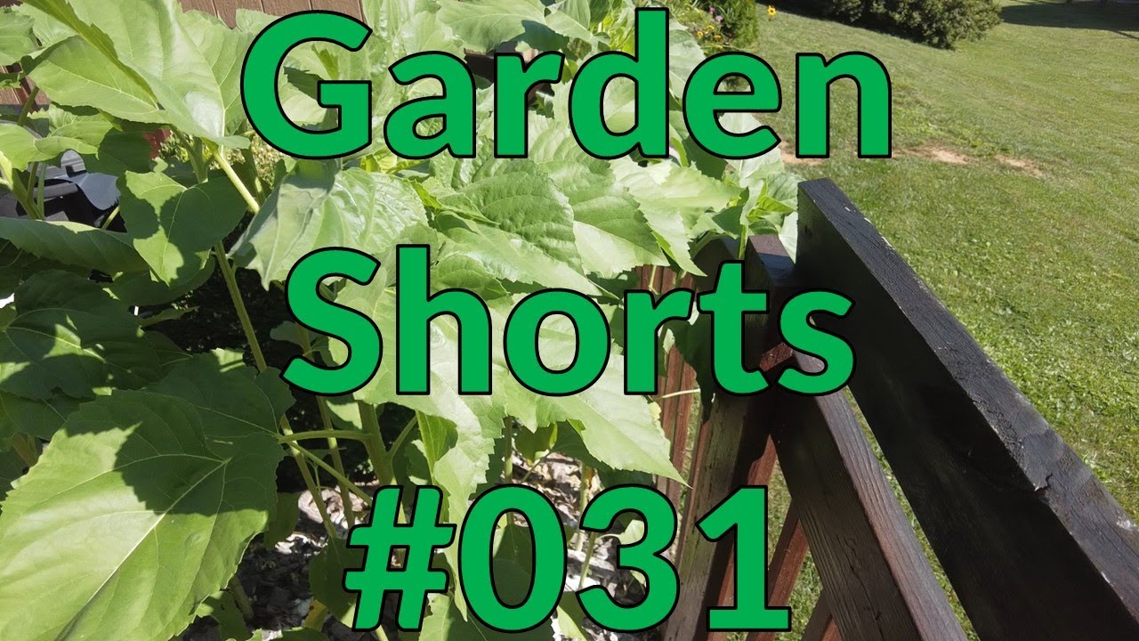 Garden Shorts 031