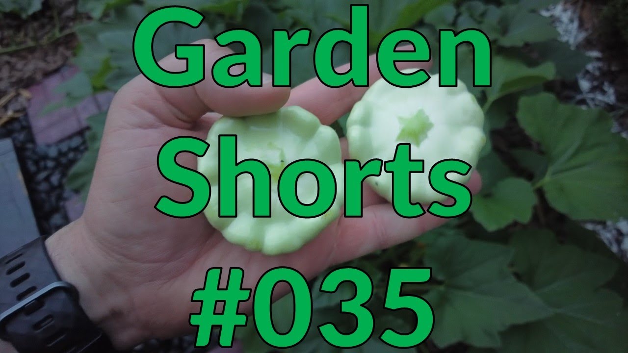 Garden Shorts 035