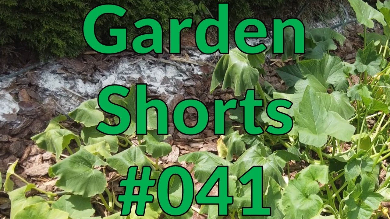 Garden Shorts 041
