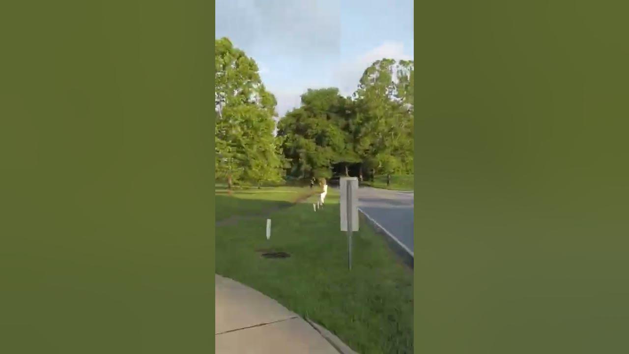 Beaver Lake morning run highlight 6/9/2022