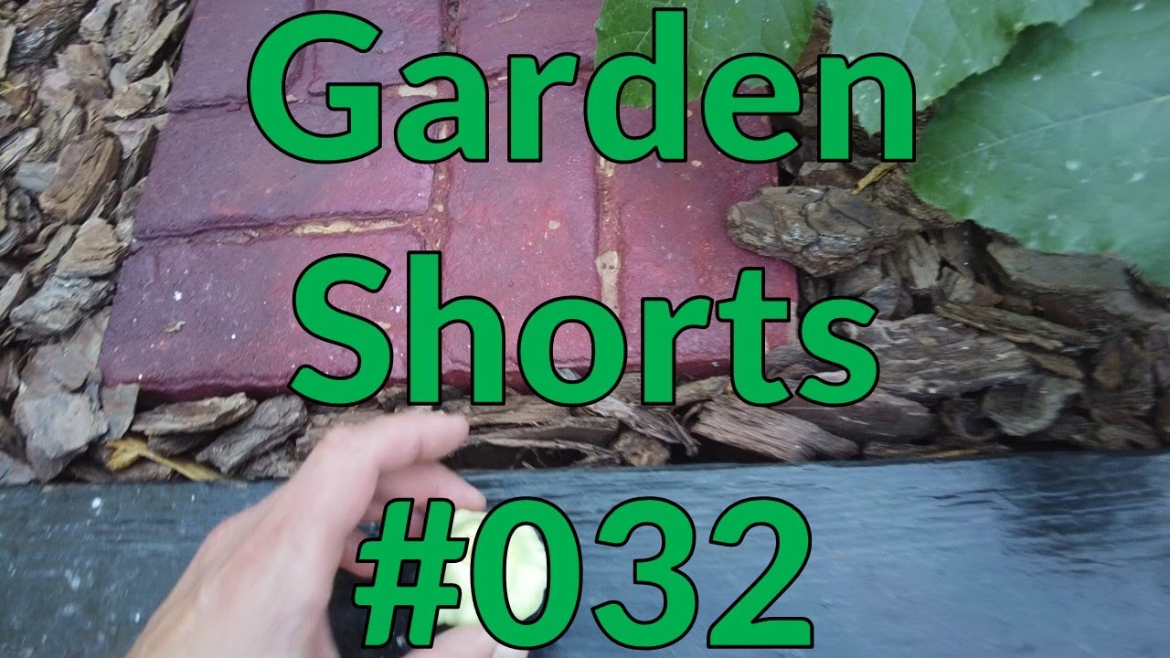 Garden Shorts 032