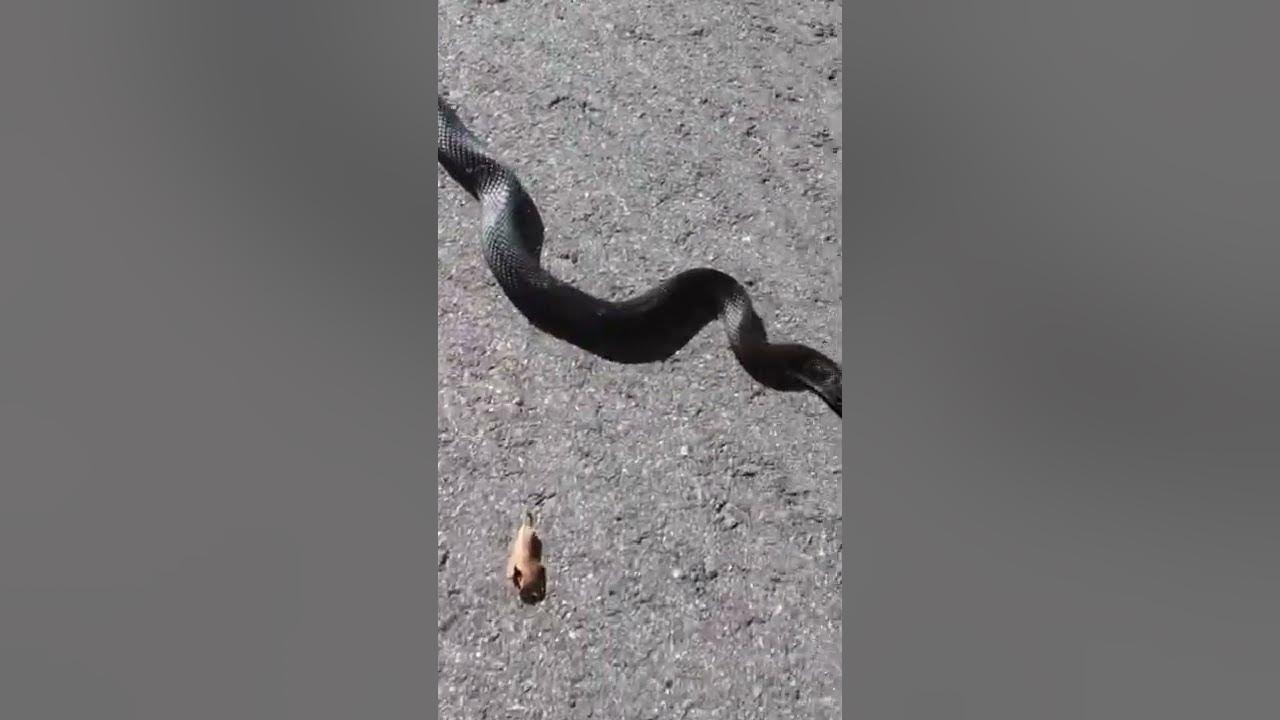 Driveway Snake