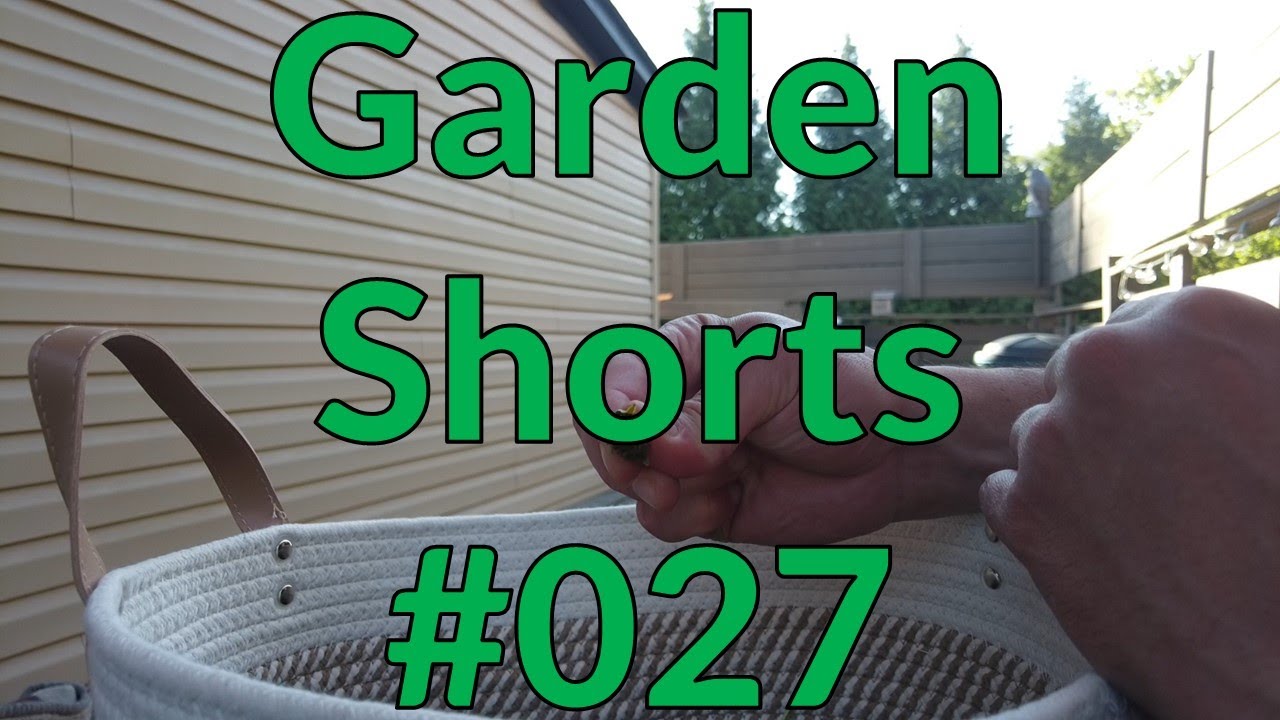 Garden Shorts 027