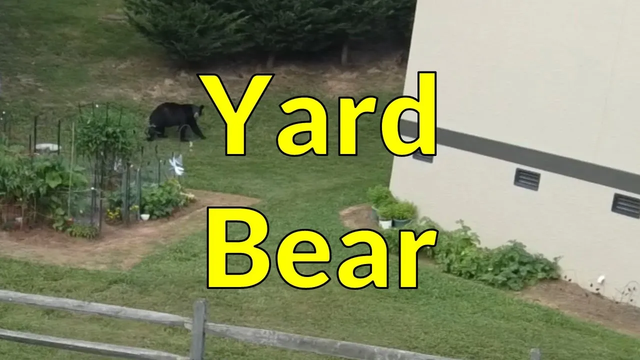 Yard Bear