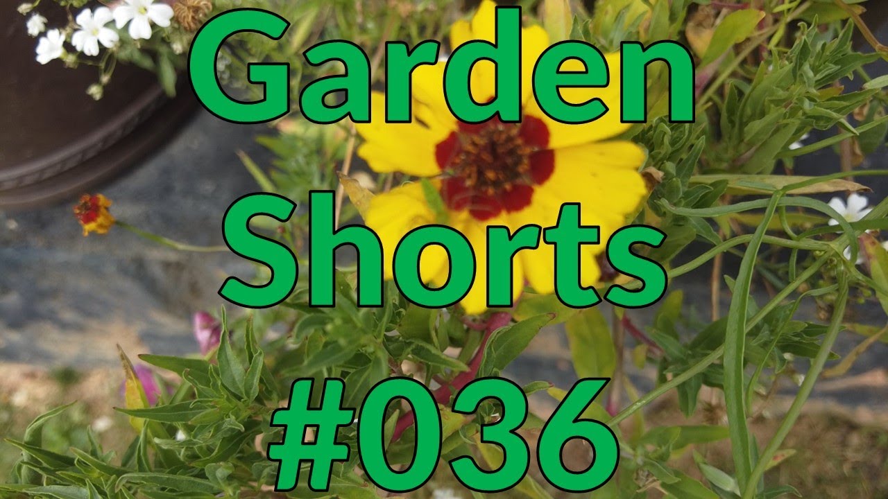 Garden Shorts 036