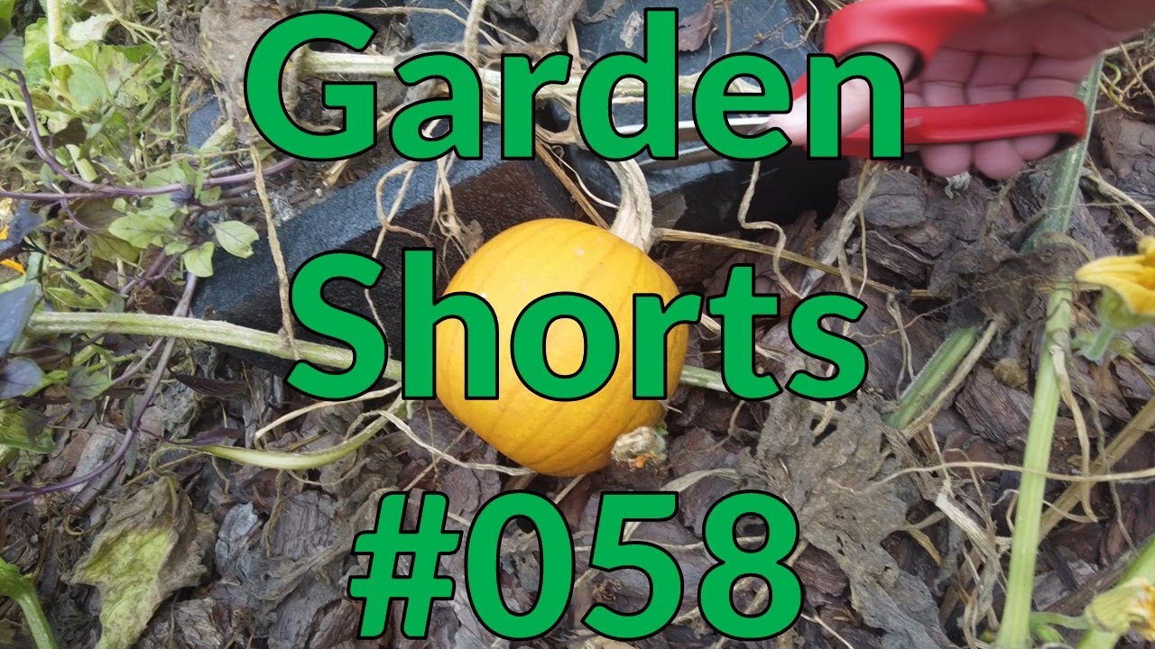 Garden Shorts 058
