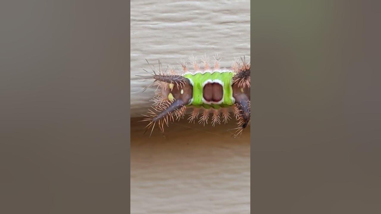 Legit fancy crawler on my deck!