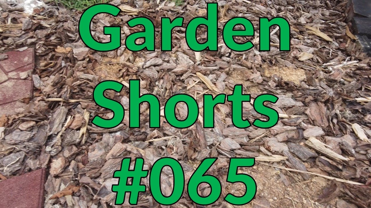 Garden Shorts 065