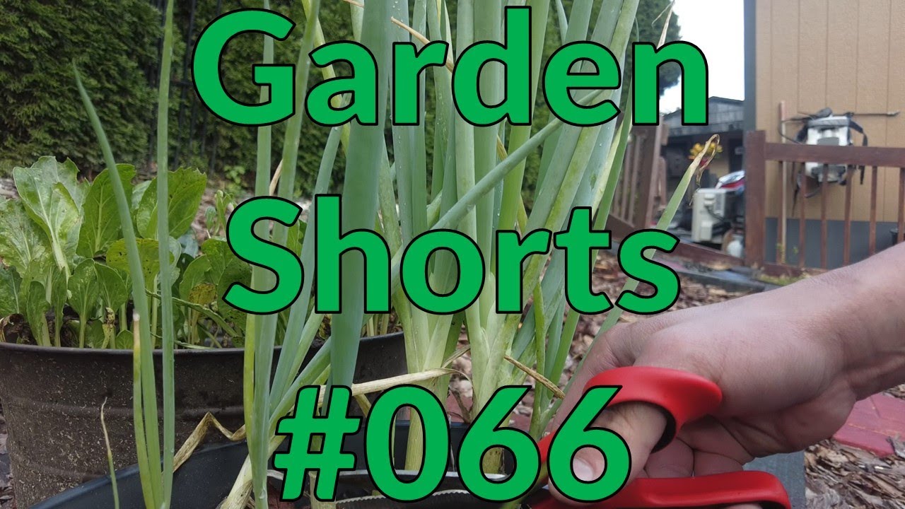 Garden Shorts 066