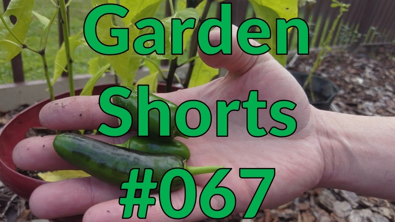 Garden Shorts 067