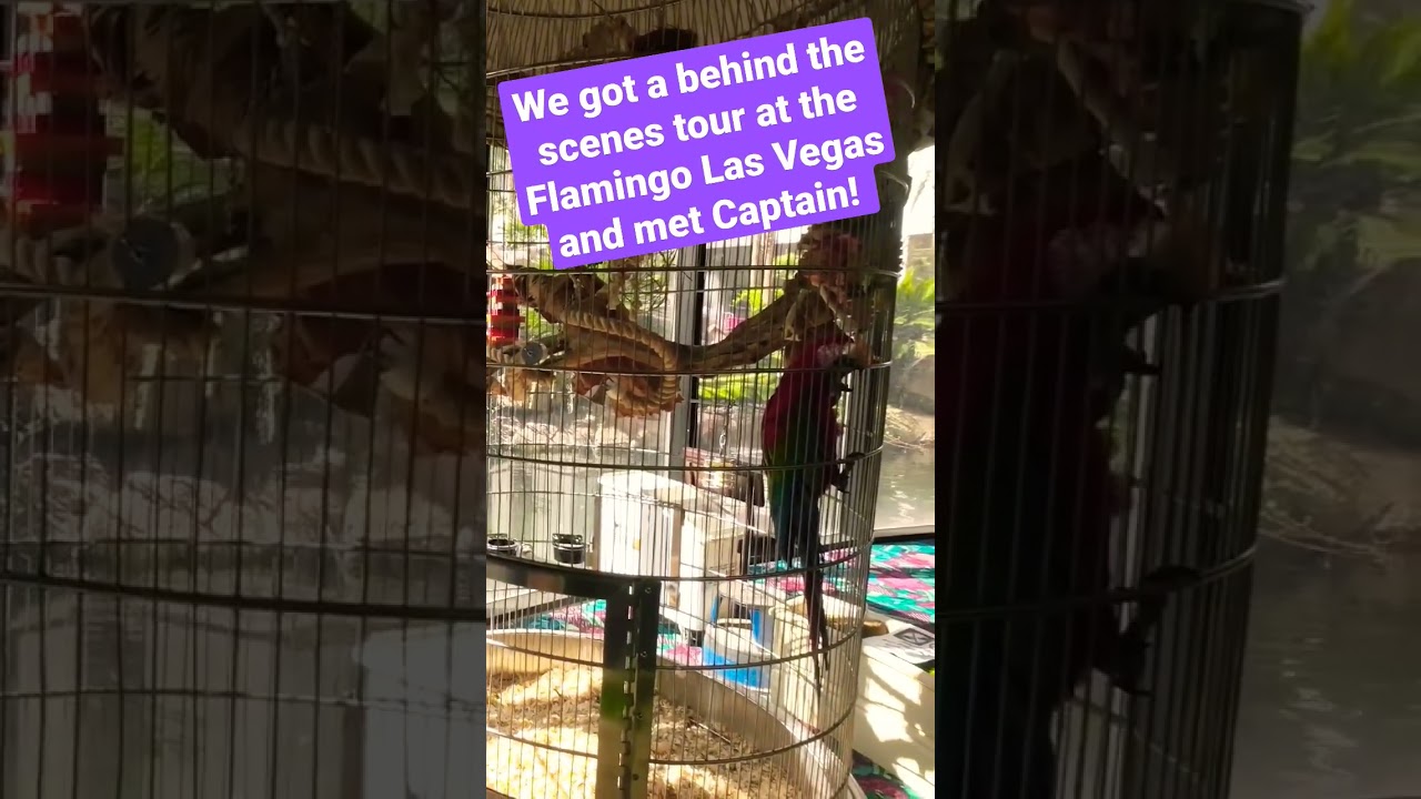 Went behind the scenes at The Flamingo and met Captain the macaw! #shorts #lasvegas #pets #macaw