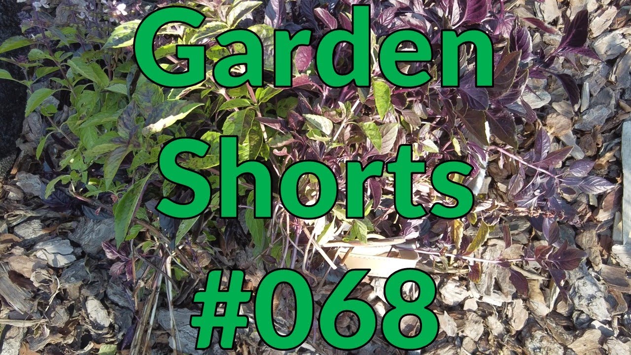 Garden Shorts 068