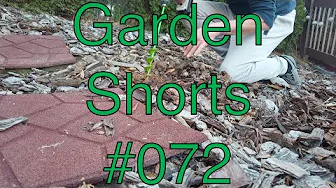 Garden Shorts 072 - Strawberry planting!