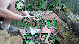 Garden Shorts 076 - Black Butterfly Bush - 1 of 2