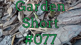 Garden Shorts 077 - Lily Tree Mix Sprouts