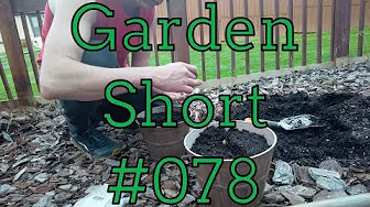 Garden Shorts 078 - Shamrock planting