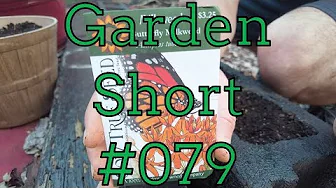 Garden Shorts 079 - Milkweed planting