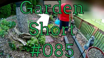 Garden Short 085 - Deck Build Day 4