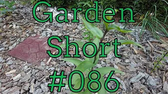 Garden Short 086 - Lilies 1st Year
