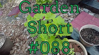 Garden Short 088 - The rest of the spring garden