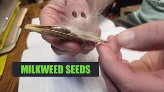 Milkweed Seeds