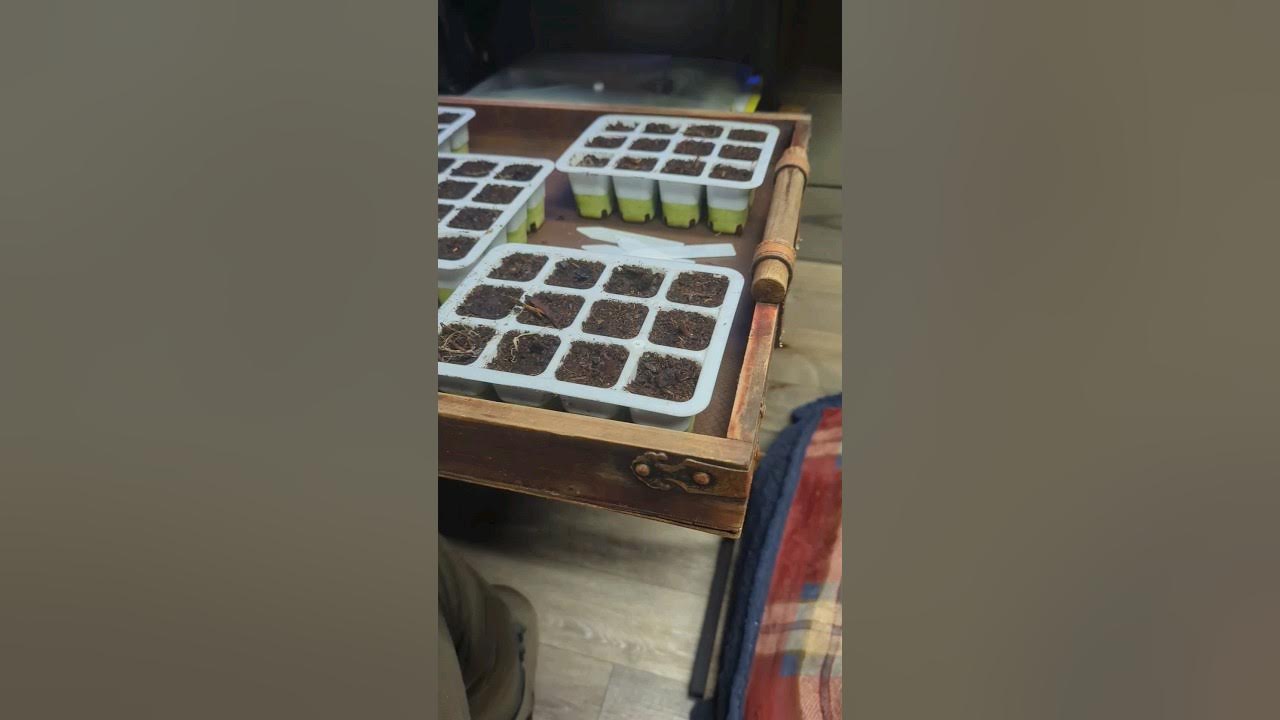 This year will be my first attempt at red cabbage #gardening #seedstarting