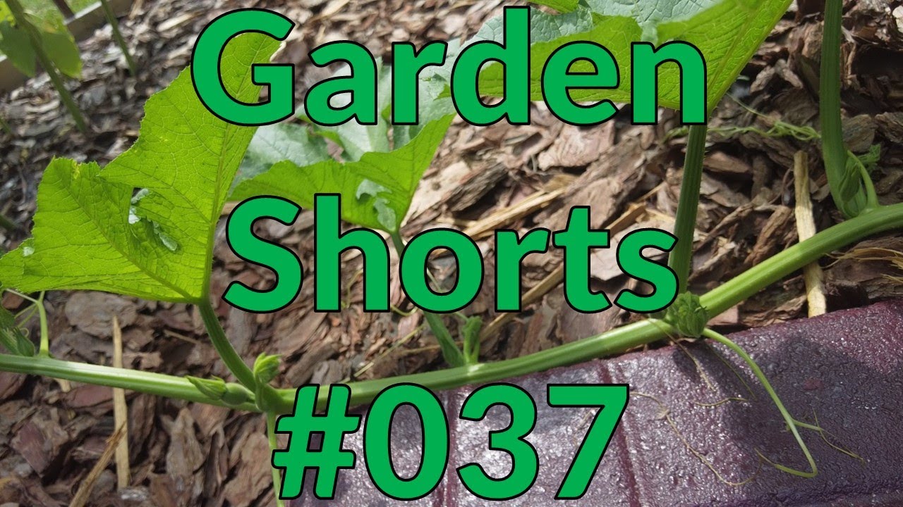 Garden Shorts 037