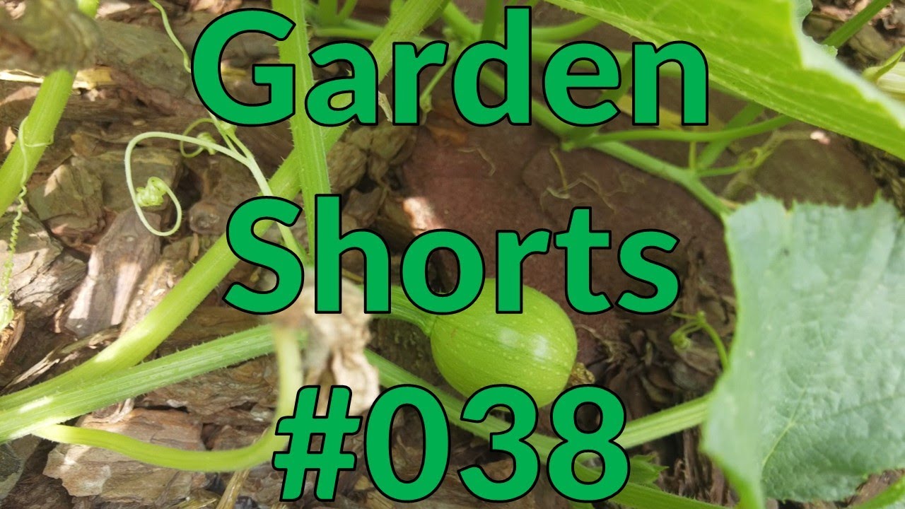 Garden Shorts 038