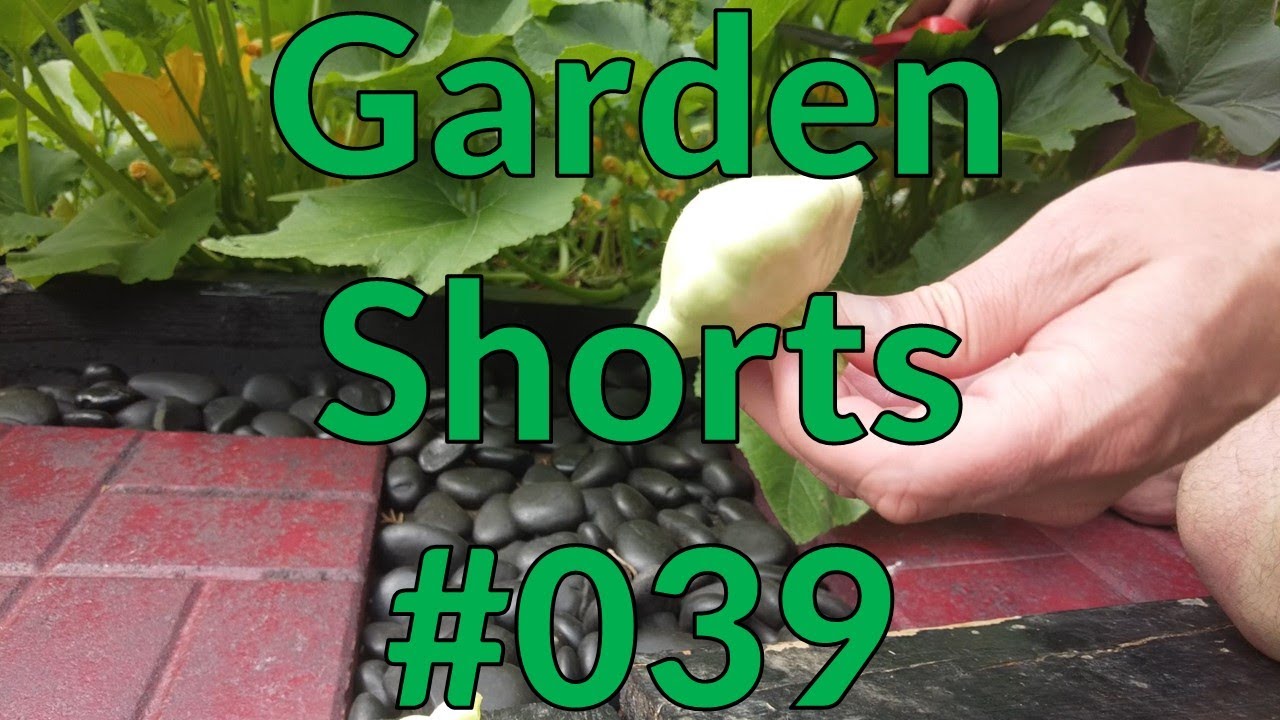 Garden Shorts 039