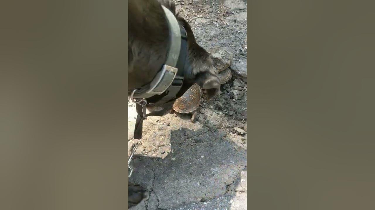 Dog Walk Turtle Encounter