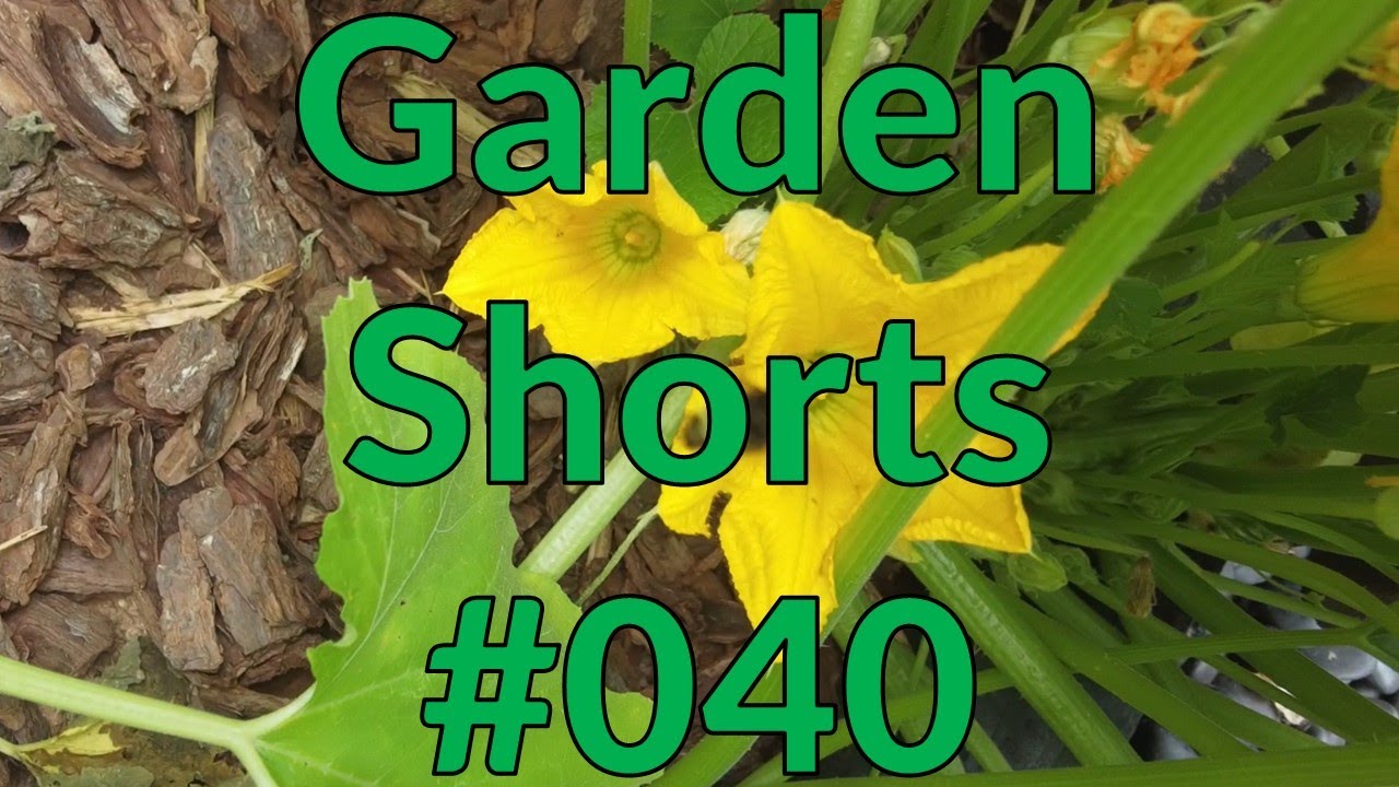 Garden Shorts 040