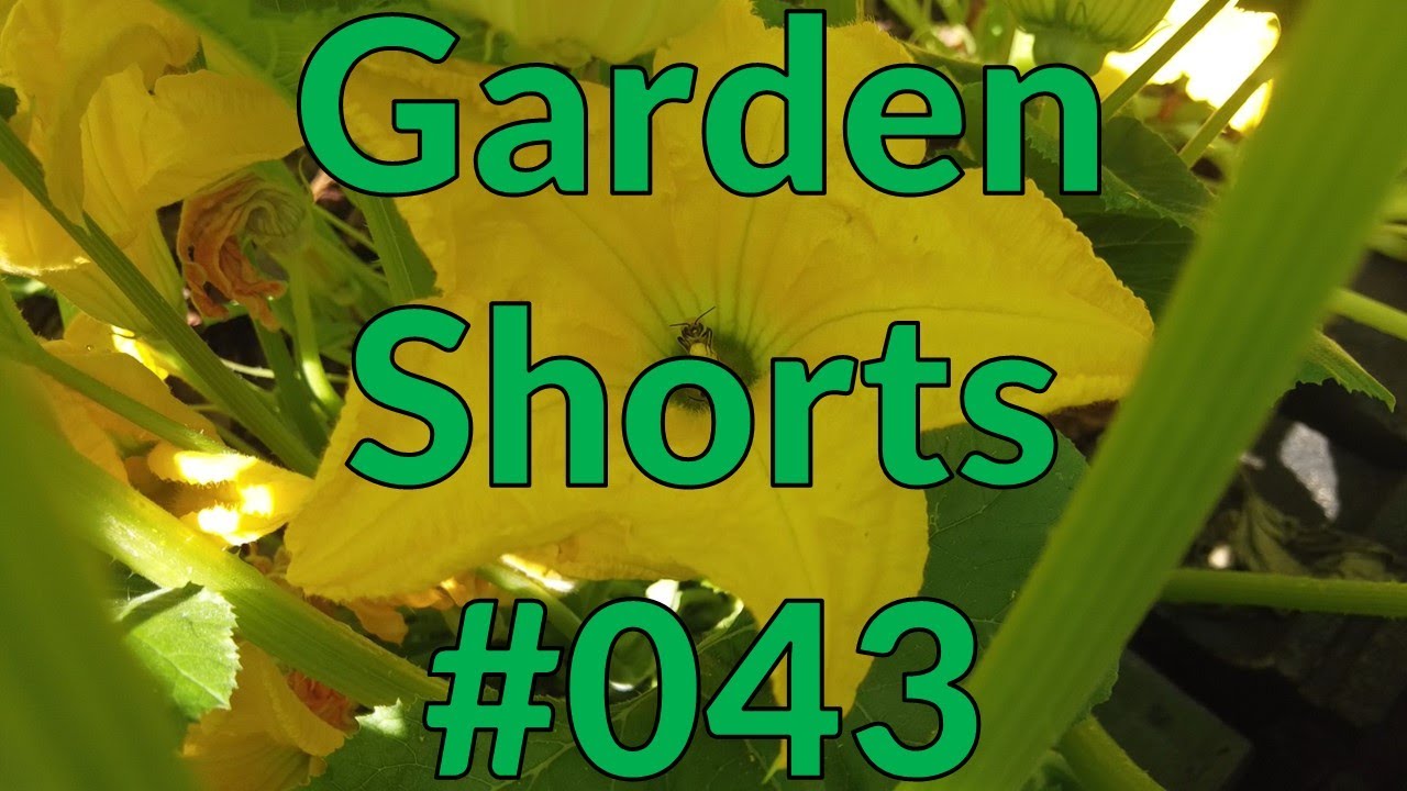Garden Shorts 043