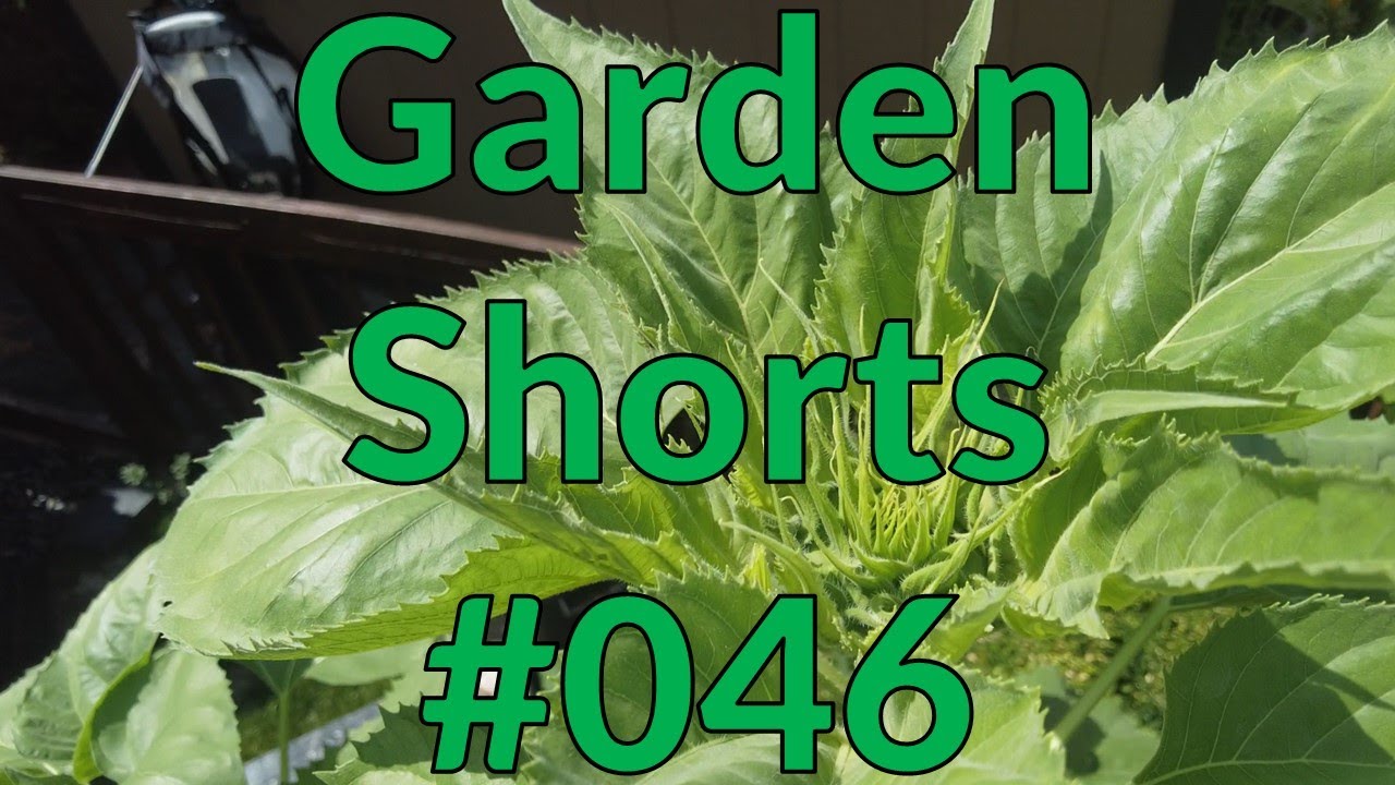 Garden Shorts 046